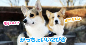かっちょいい2ぴき