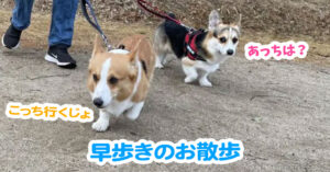 早歩きのお散歩