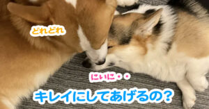 キレイにしてあげるの？