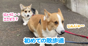 初めての散歩道