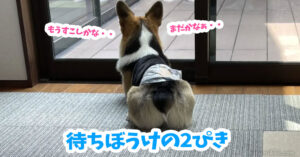 待ちぼうけの2ぴき