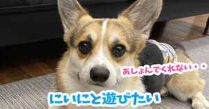 にいにと遊びたい