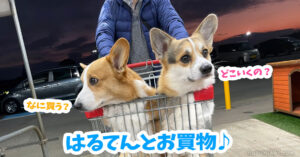 はるてんとお買物♪