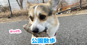 公園散歩