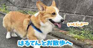 はるてんとお散歩へ