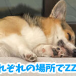 それぞれの場所でZZZ