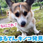 はるてんキノコ発見