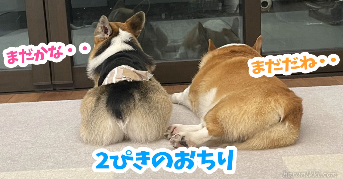 2ぴきのおちり