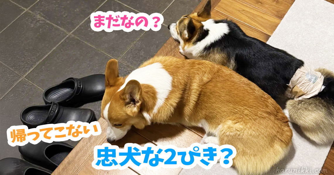 忠犬な2ぴき？