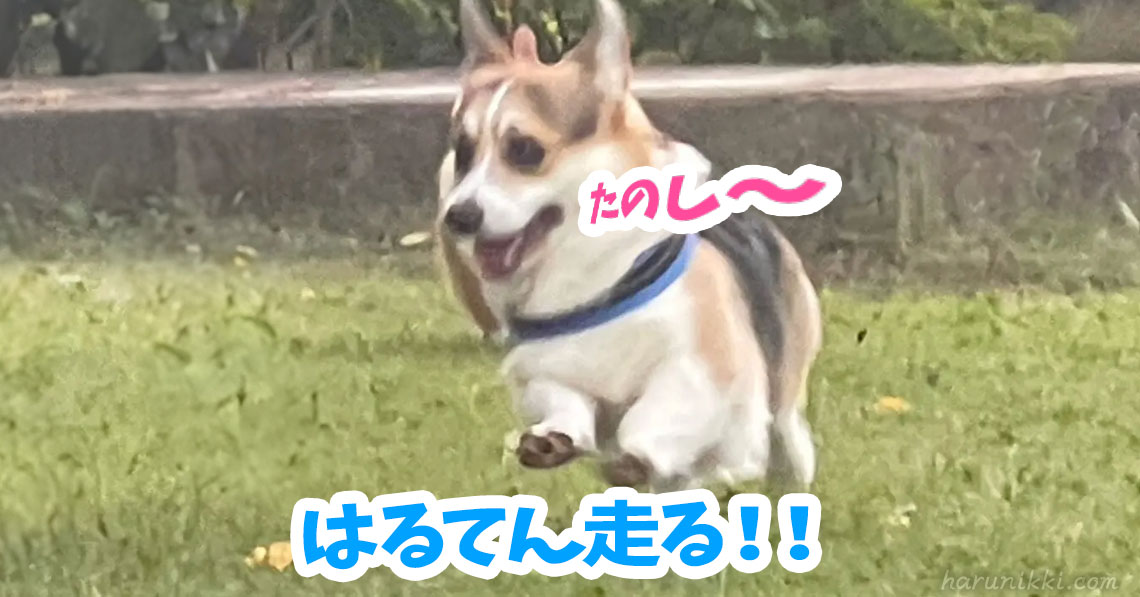 はるてん走る！！