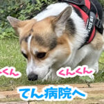 てん病院へ