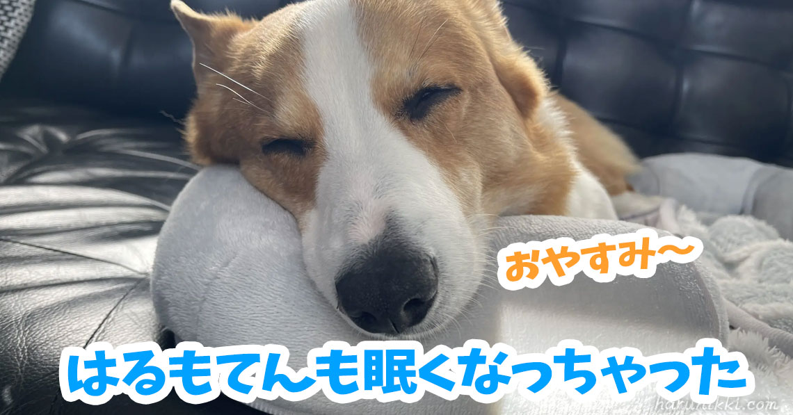 はるもてんも眠くなっちゃった