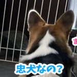 忠犬なの？