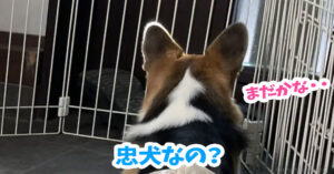 忠犬なの？