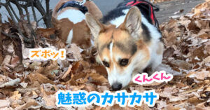 魅惑のカサカサ
