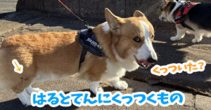 はるとてんにくっつくもの