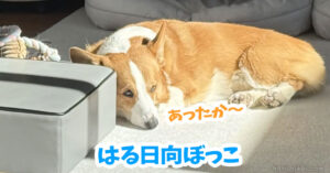 はる日向ぼっこ