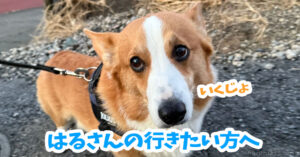 はるさんの行きたい方へ