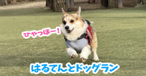 はるてんとドッグラン