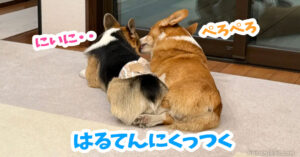はるてんにくっつく