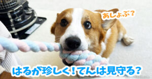 はるが珍しく！てんは見守る？