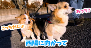 西陽に向かって