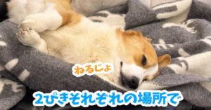 2ぴきそれぞれの場所で