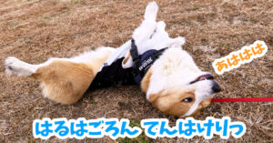 はるはごろん てんはけりっ