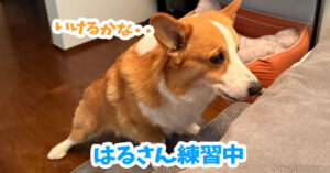はるさん練習中