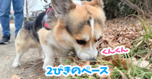 2ぴきのペース
