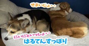 はるてんすっぽり