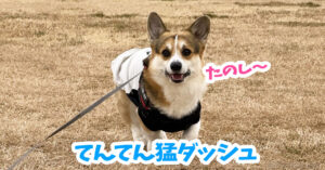 てんてん猛ダッシュ