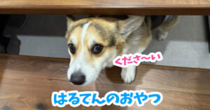 はるてんのおやつ
