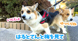 はるとてんと梅を見て
