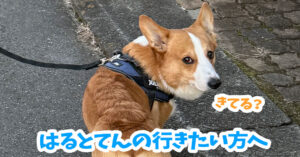 はるとてんの行きたい方へ