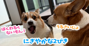 にぎやかな2ぴき