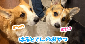 はるとてんのおやつ