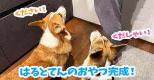 はるとてんのおやつ完成！