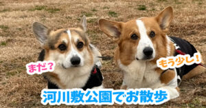 河川敷公園でお散歩