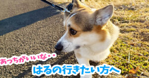 はるの行きたい方へ