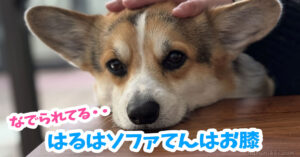 はるはソファてんはお膝