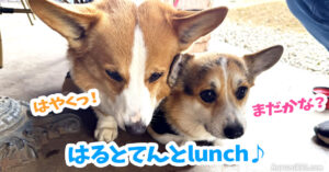 はるとてんとlunch♪