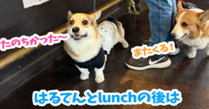 はるてんとlunchの後は
