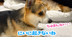 にいに起きないね