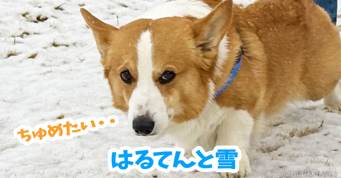 はるてんと雪