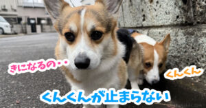 くんくんが止まらない