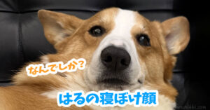 はるの寝ぼけ顔