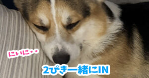 2ぴき一緒にIN