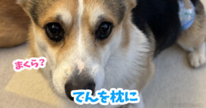 てんを枕に