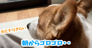 朝からゴロゴロ・・